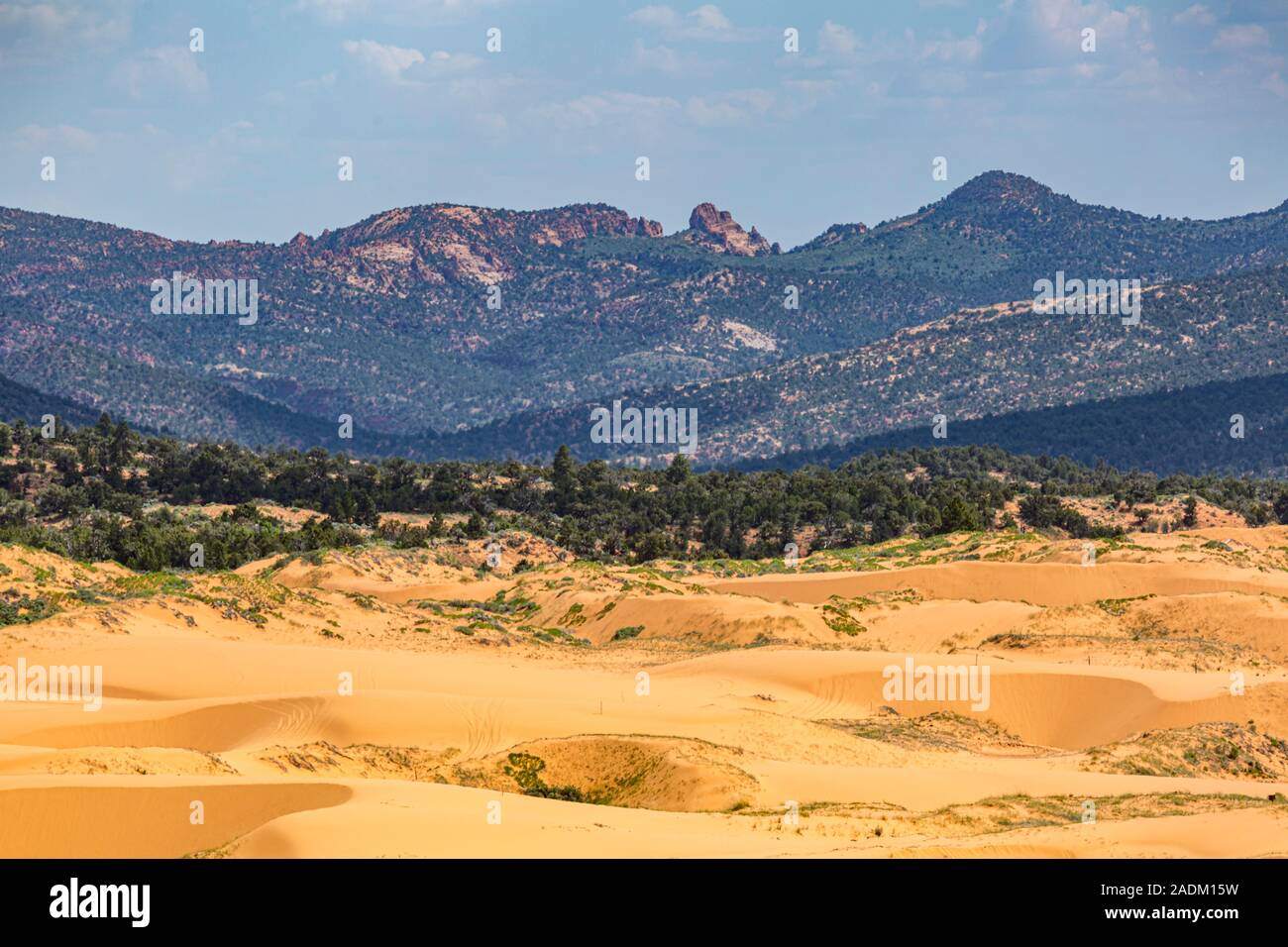 Coral Pink Sand Dunes State Park près de Kanab, Utah Banque D'Images