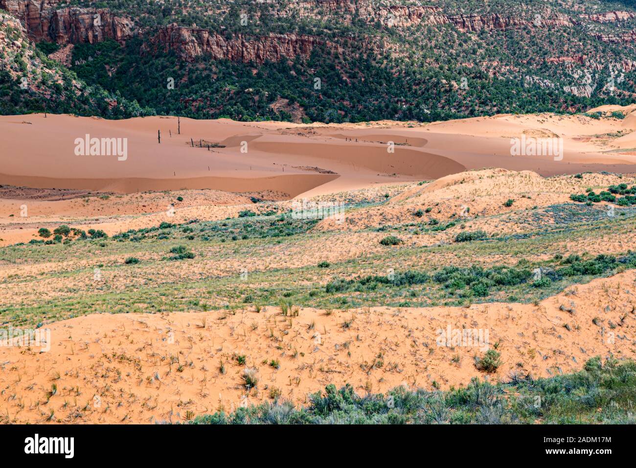 Coral Pink Sand Dunes State Park près de Kanab, Utah Banque D'Images