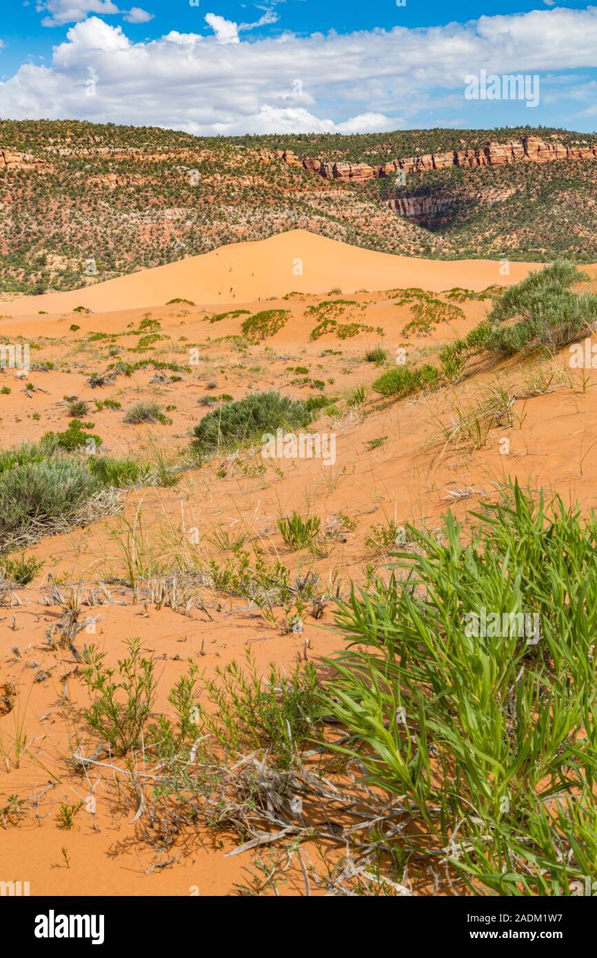 Coral Pink Sand Dunes State Park près de Kanab, Utah Banque D'Images