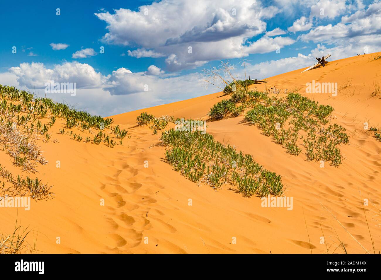 Coral Pink Sand Dunes State Park près de Kanab, Utah Banque D'Images