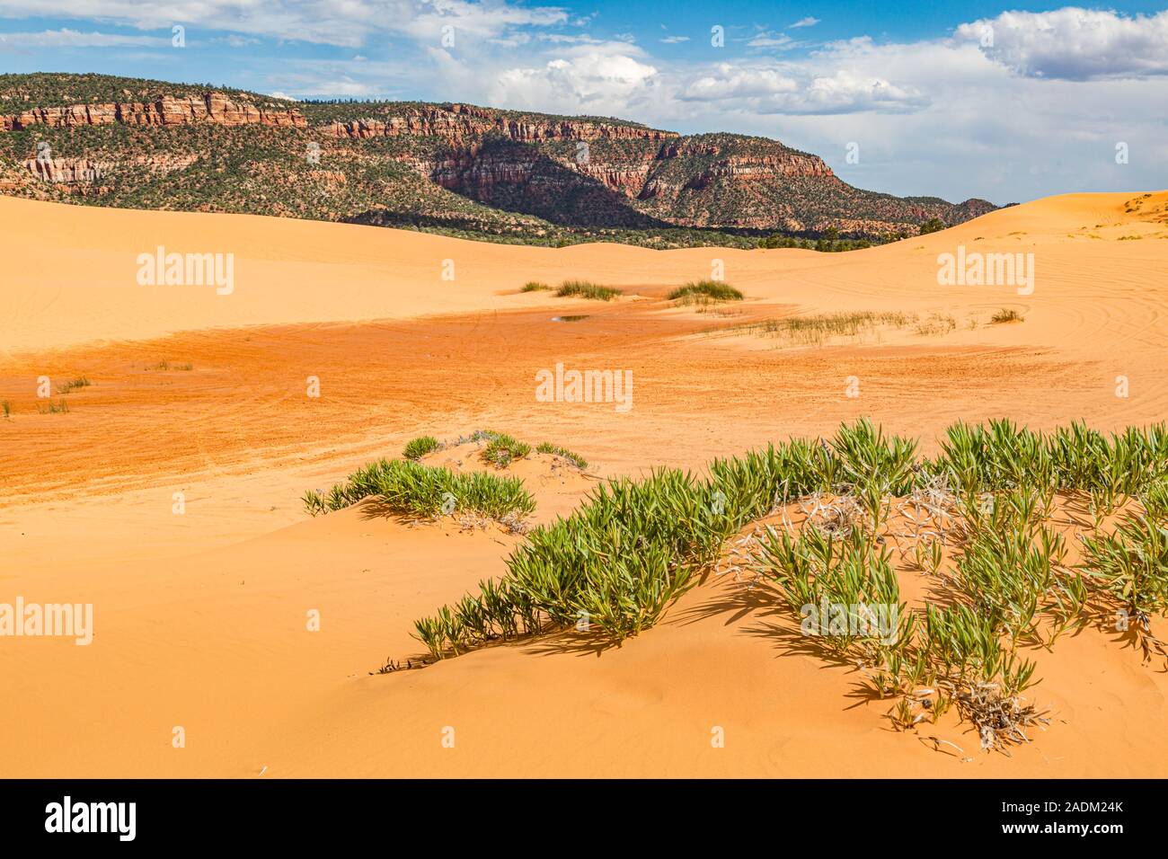 Coral Pink Sand Dunes State Park près de Kanab, Utah Banque D'Images
