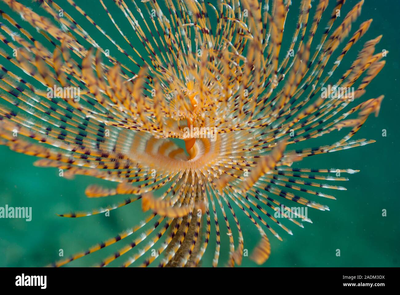 Spirografo Sabella spallanzani Banque D'Images