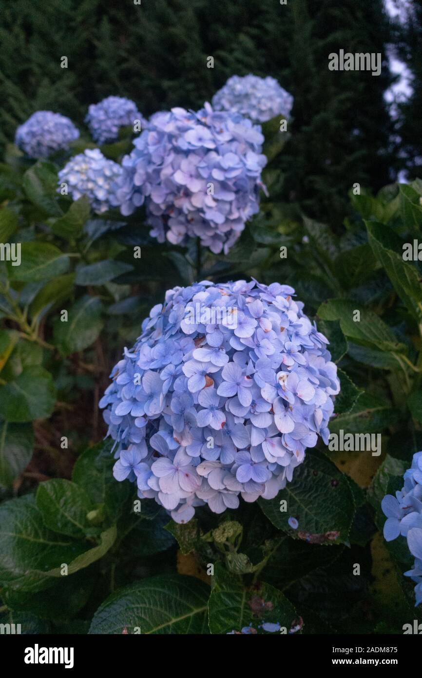 Bleu violacé ixora fleurs poussent dans un jardin à Dalat, Vietnam Banque D'Images