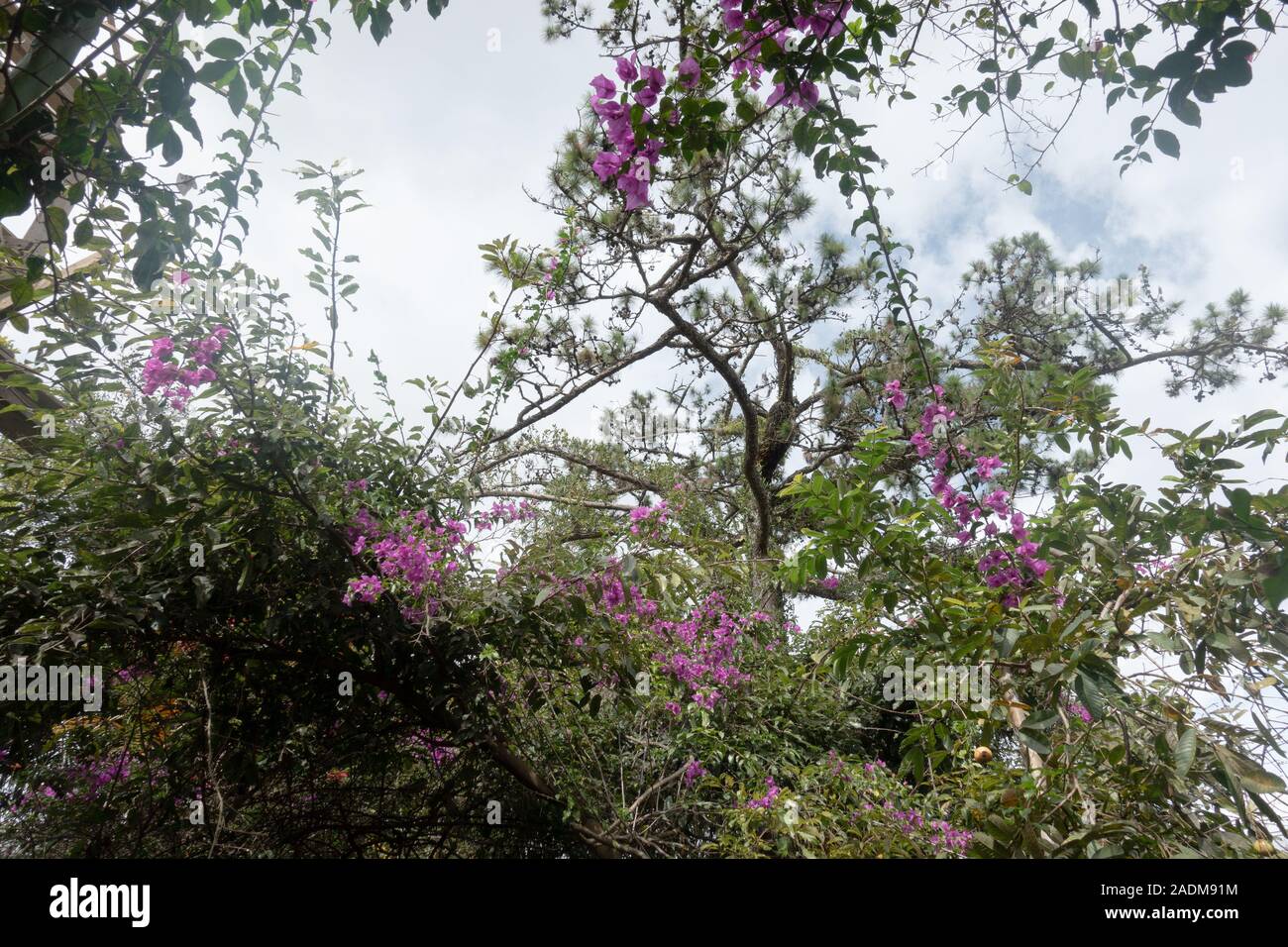 Bougainvillée violet fleurs poussent dans Dalat Vietnam Banque D'Images