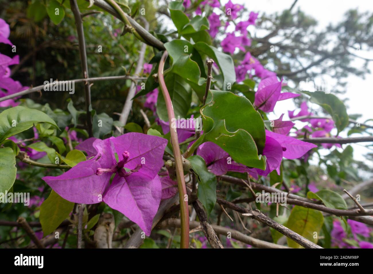 Bougainvillée violet fleurs poussent dans Dalat Vietnam Banque D'Images