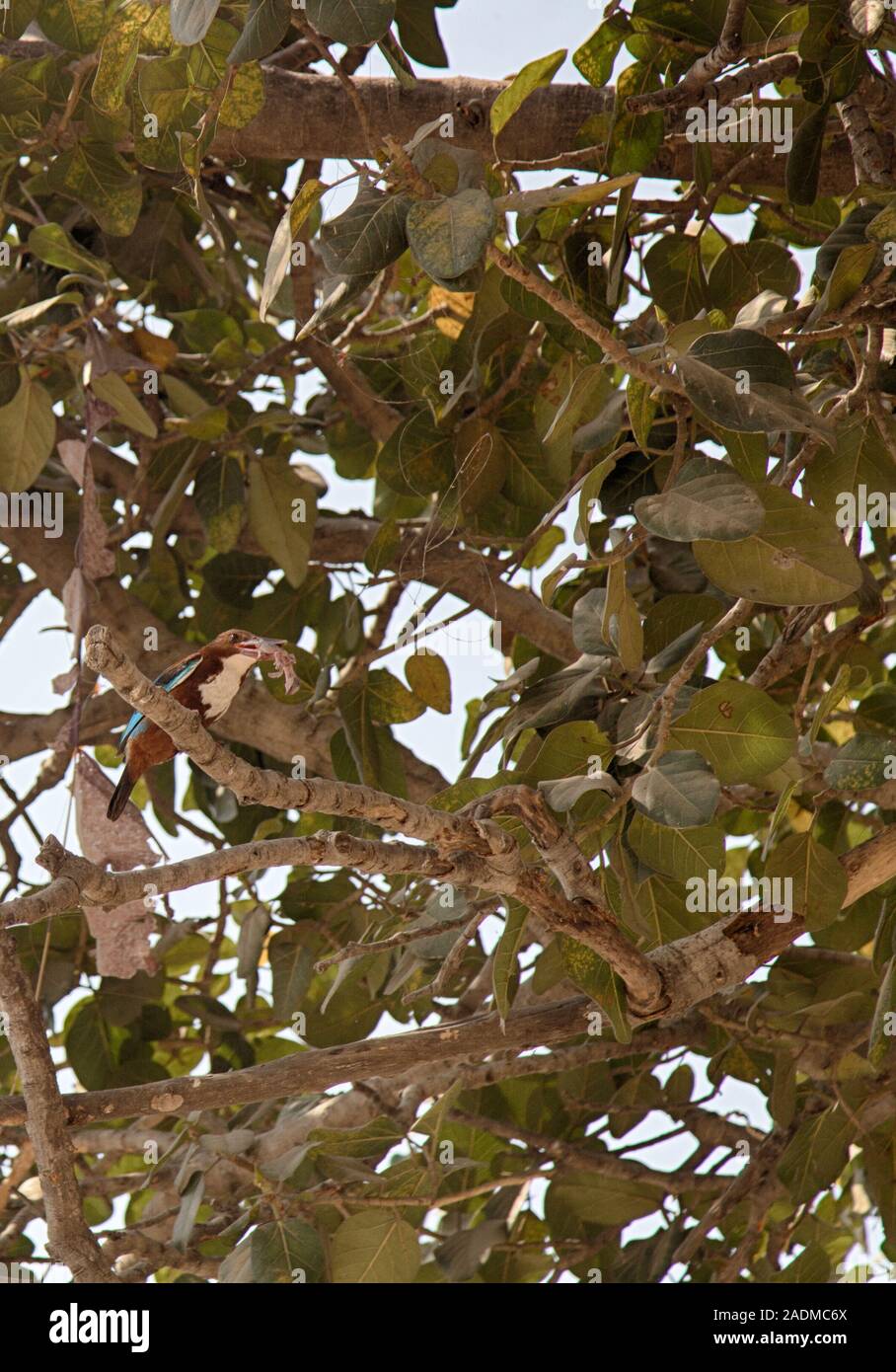 Les prédateurs de Kingfisher. Paire de Kingfisher Halcyon (arbre) smymensis ont volé de poussin Bird's Nest, tue sur branch, tente de l'avaler. Observ unique Banque D'Images