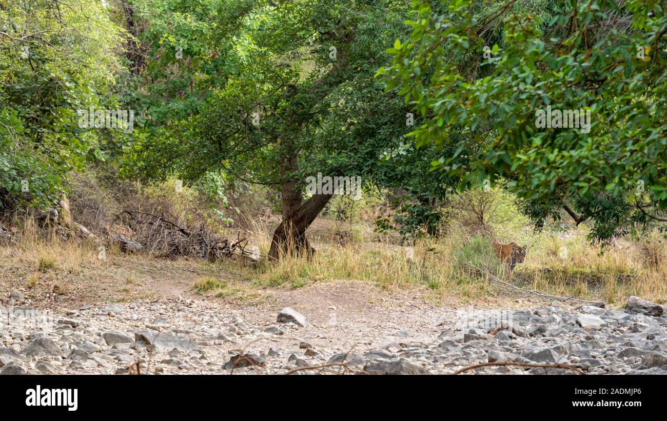 Tigre Ranthambore ou tigresse marchant dans la forêt verte pour le marquage du territoire au cours de matin safari. raconter l'image de l'habitat tiger walking in jungle Banque D'Images