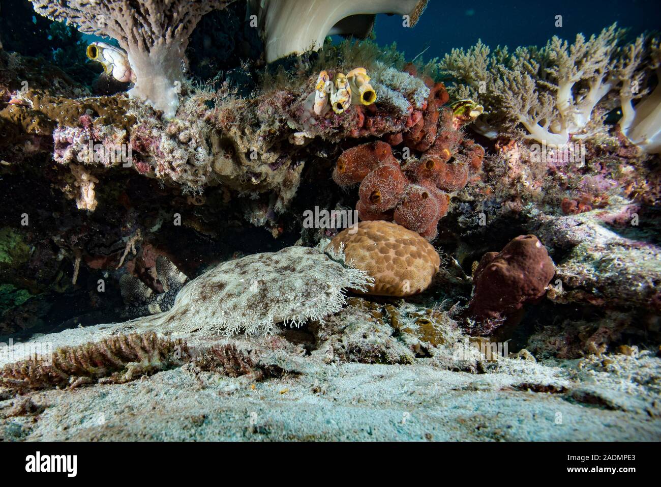 Raja Ampat récifs coralliens tropicaux Indonésie Banque D'Images
