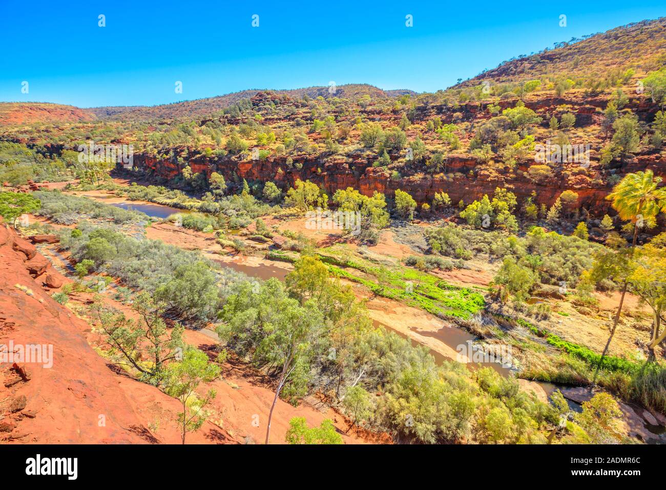 Vues aériennes de l'ancienne forêt de chou rouge au coeur de Palm Palm Valley le long Arankaia à pied. Le Parc National de Finke Gorge dans le Territoire du Nord Banque D'Images