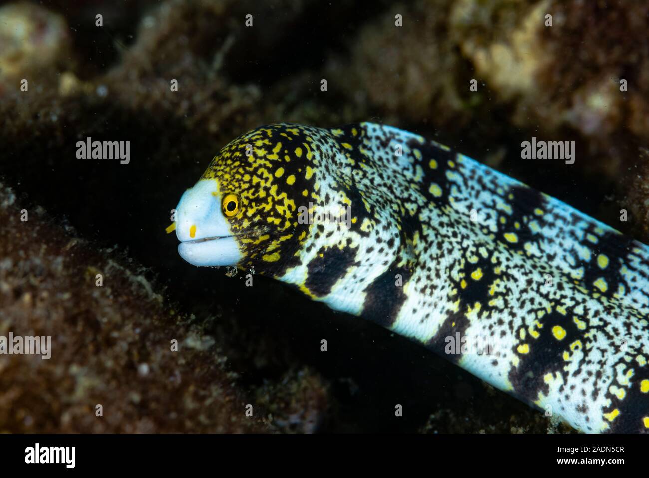 Echidna nebulosa murène assombri Banque D'Images