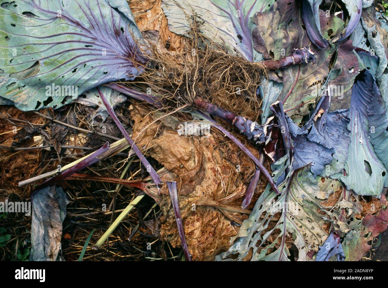 La végétation de compostage. Le compost est un mélange de matière organique en décomposition. Il est utilisé dans des jardins d'améliorer la structure du sol et fournit des éléments nutritifs. Lorsque le Banque D'Images