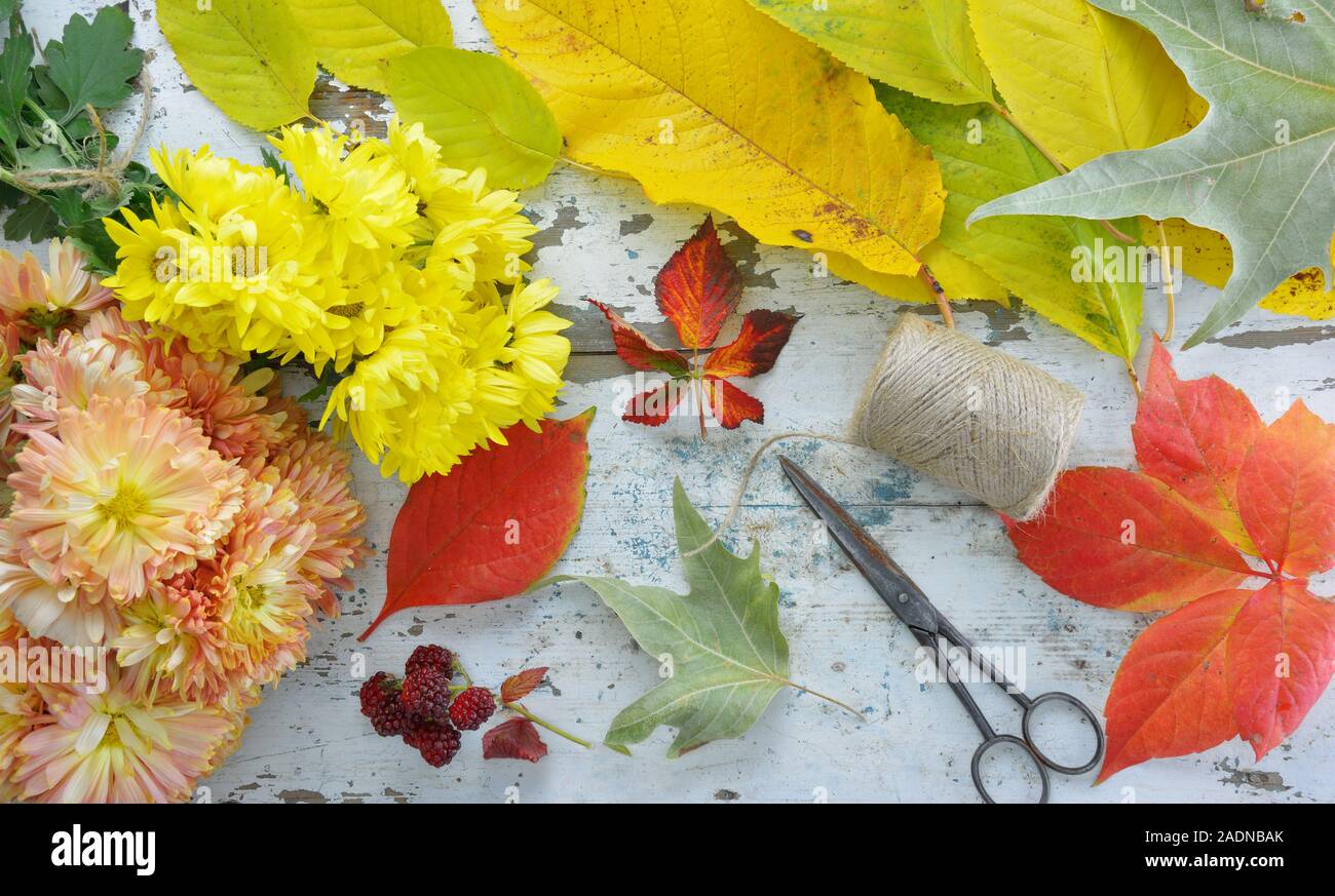 Des chrysanthèmes, des feuilles d'automne,un fil slub et une table en bois sur de vieux ciseaux Banque D'Images