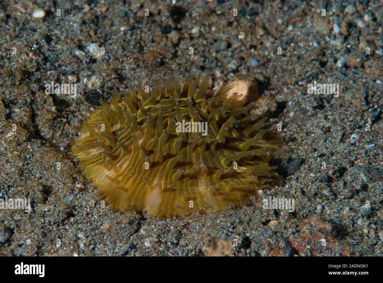 Photographie sous-marine de la vie marine, créatures marines Banque D'Images