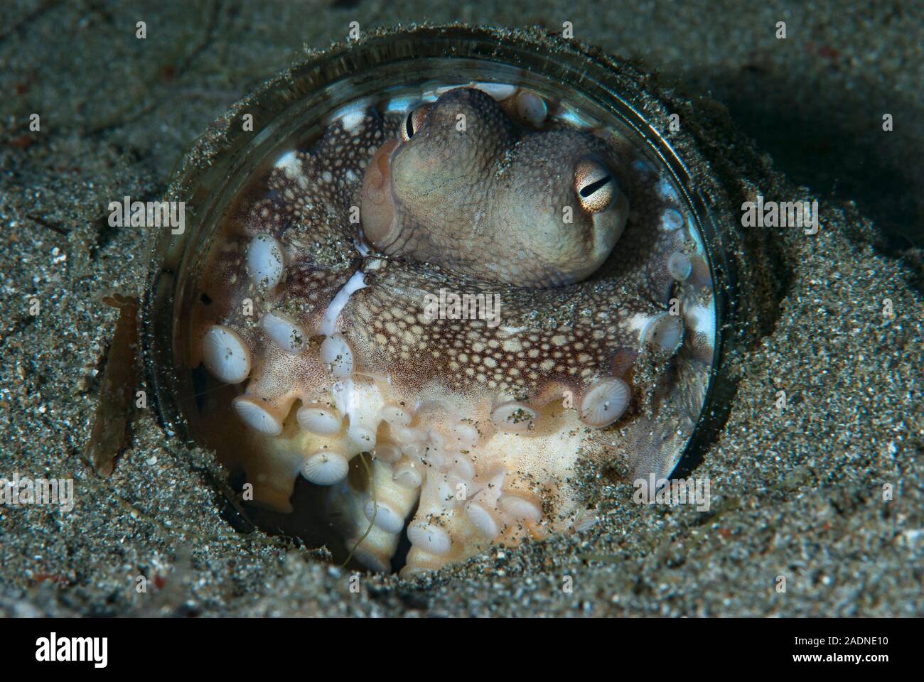 Octopus marginatus Amphioctopus de coco Banque D'Images