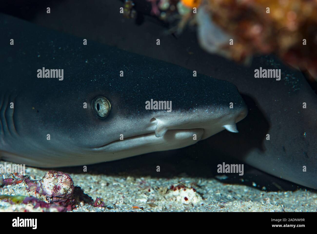 Blacktip Shark Carcharhinus limbatus Banque D'Images