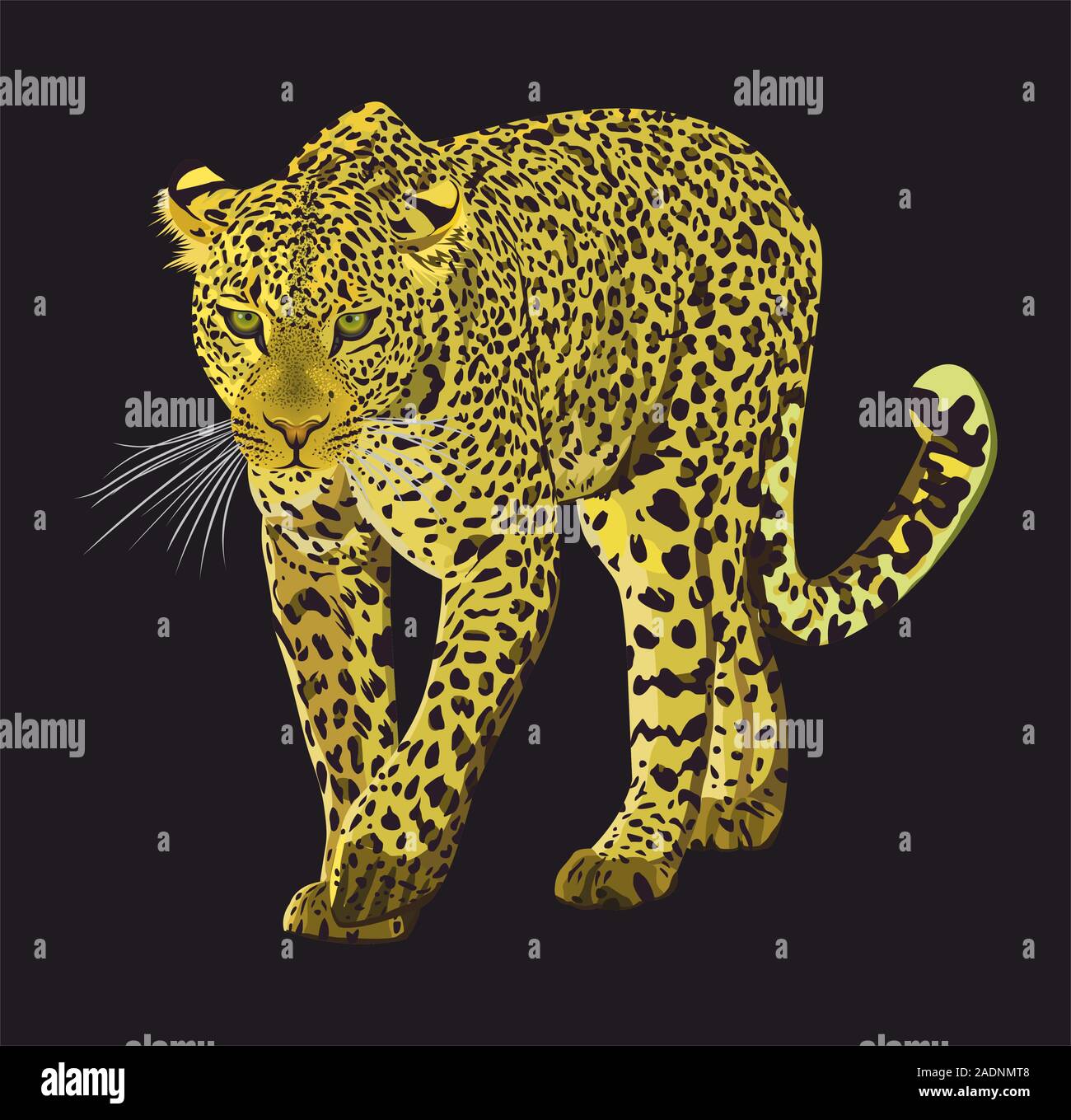 Design graphique leopard marche isolé sur fond noir. Illustration à la main des animaux. - Vector Illustration de Vecteur