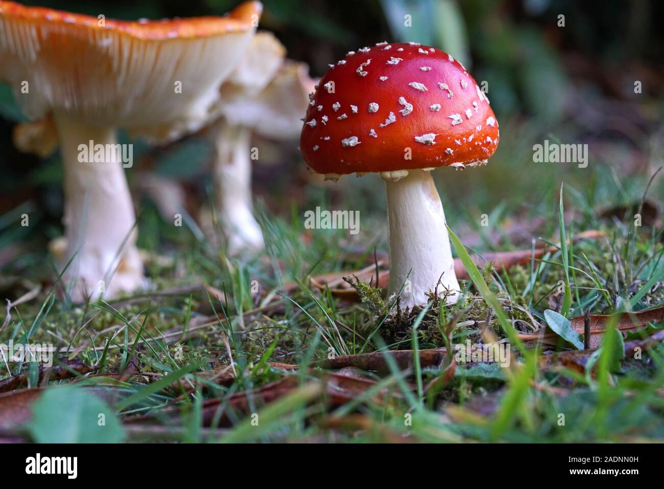 Un gros plan d'une petite volée de champignons agaric dans les premières étapes de sa croissance Banque D'Images