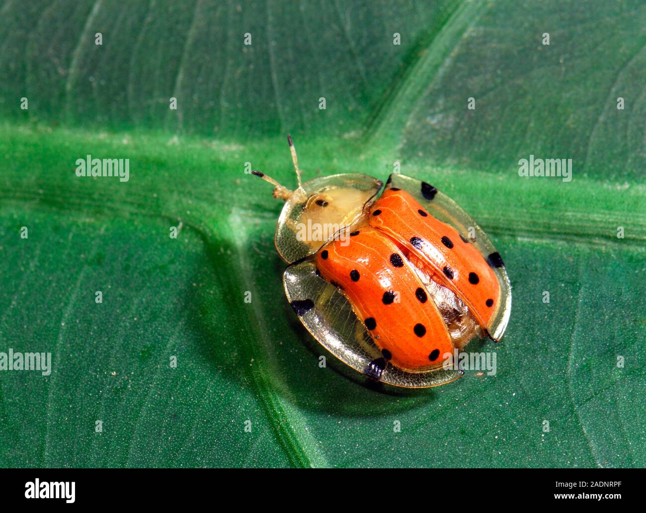 Coléoptère tortue (Aspidomorpha miliaris) sur une feuille de l'usine. Photographié en Inde. Banque D'Images