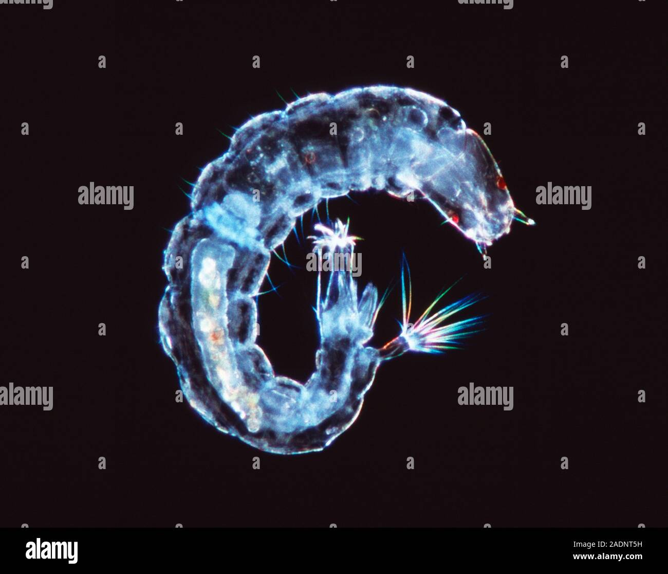 Larve de mouche. La lumière de la microphotographie d'une larve aquatique fly non identifiés (ordre des Diptères). Dark field illumination. Inconnu d'agrandissement. Banque D'Images