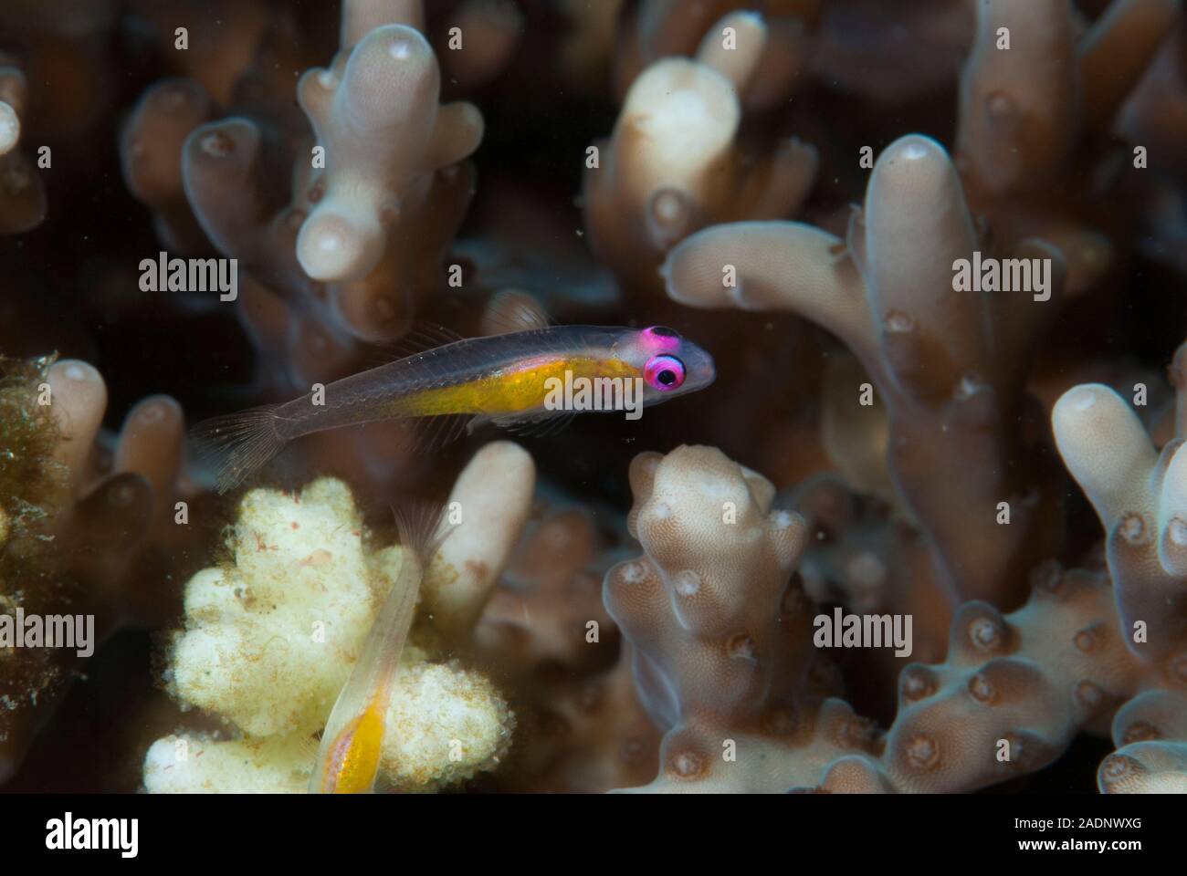 Pink-eye Goby Bryaninops natans Banque D'Images