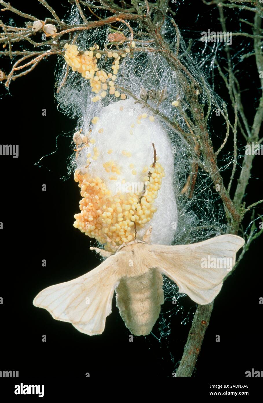 Papillon de soie. Femme papillon en soie (bombyx mori) avec ses oeufs dans  un cocon. Ces papillons sont élevés pour les cocons de vers à soie qui les  vers à soie (chenilles)