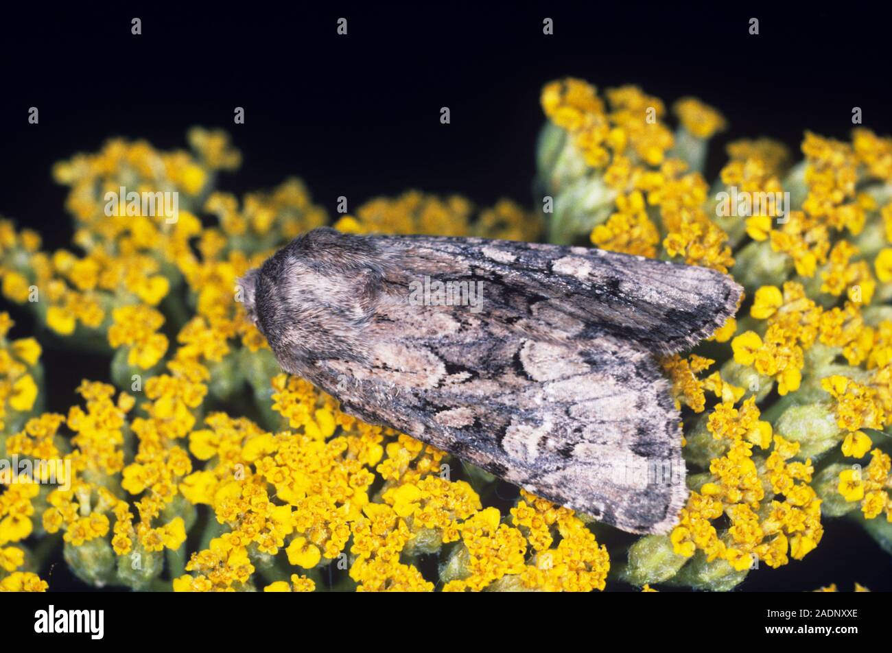 Espèce rustique Flounced Luperina (testscea) sur une fleur d'achillée. Cette espèce est répandue en Angleterre et au Pays de Galles. Banque D'Images