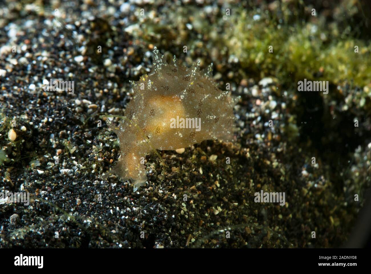 L'Aplysia oculifera lièvre de mer Banque D'Images