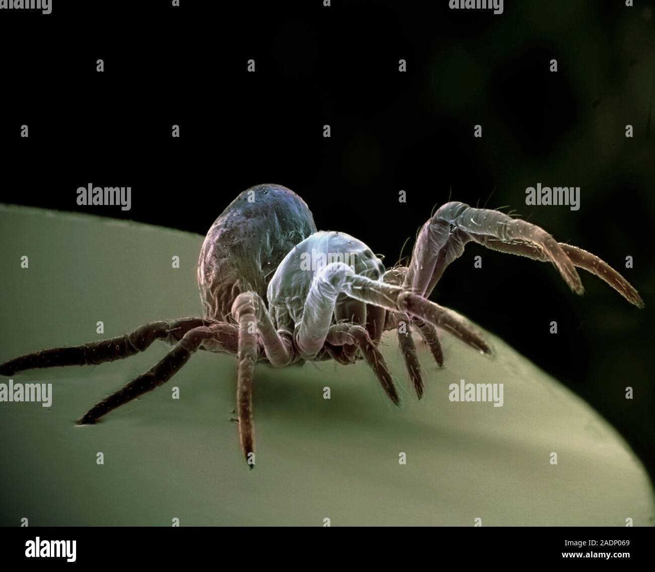 Araignee Bebe Couleur De L Analyse Des Electrons Microphotographie Sem D Un Bebe Non Identifies Araignee Des Jardins Les Araignees Sont Appeles Petits Bebe La Tete Est D E Photo Stock Alamy