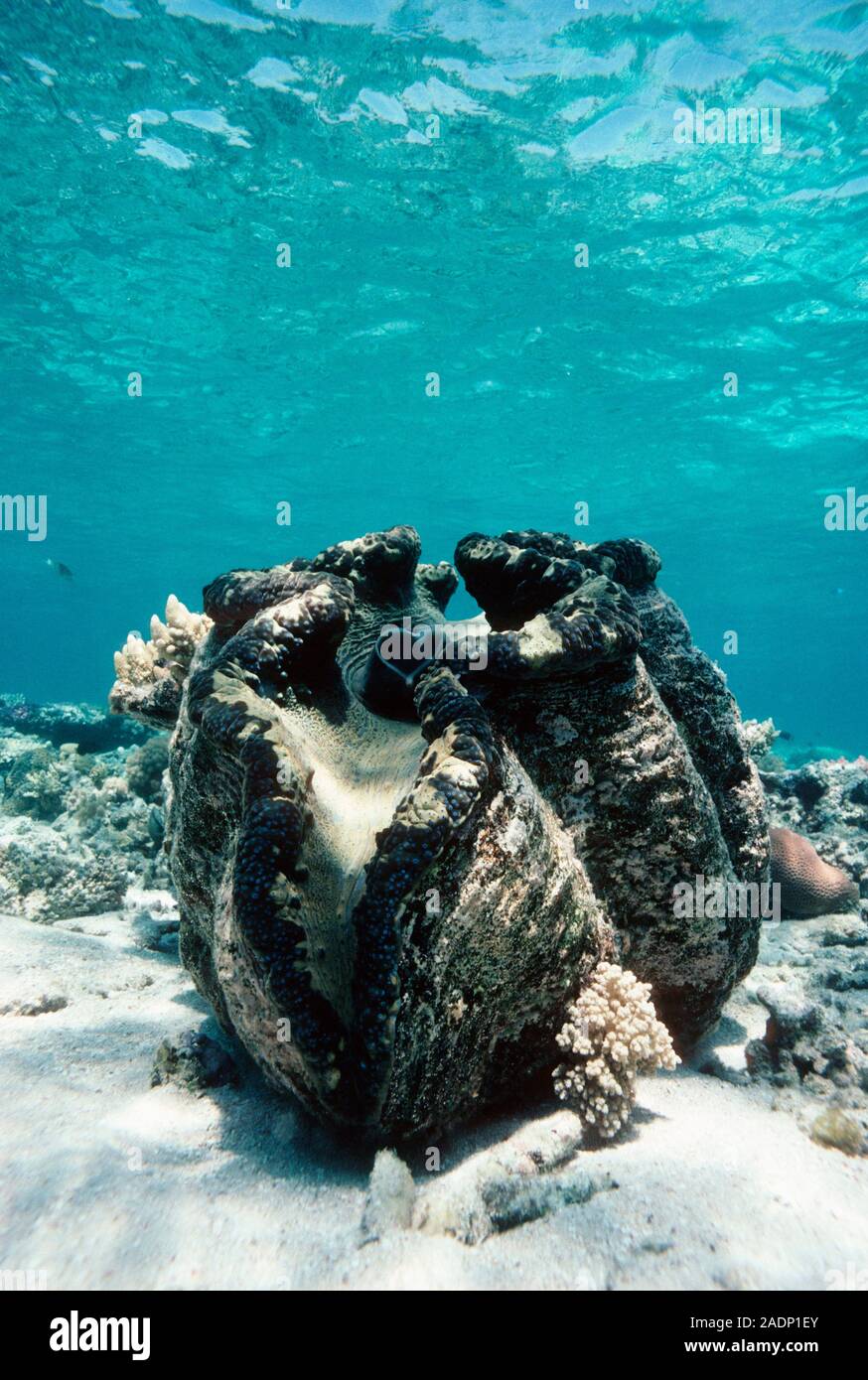Bénitier géant (Tridacna gigas). C'est le plus gros mollusque bivalve et peut atteindre jusqu'à 1,2 mètres de longueur et peser plus de 227 kilogra Banque D'Images