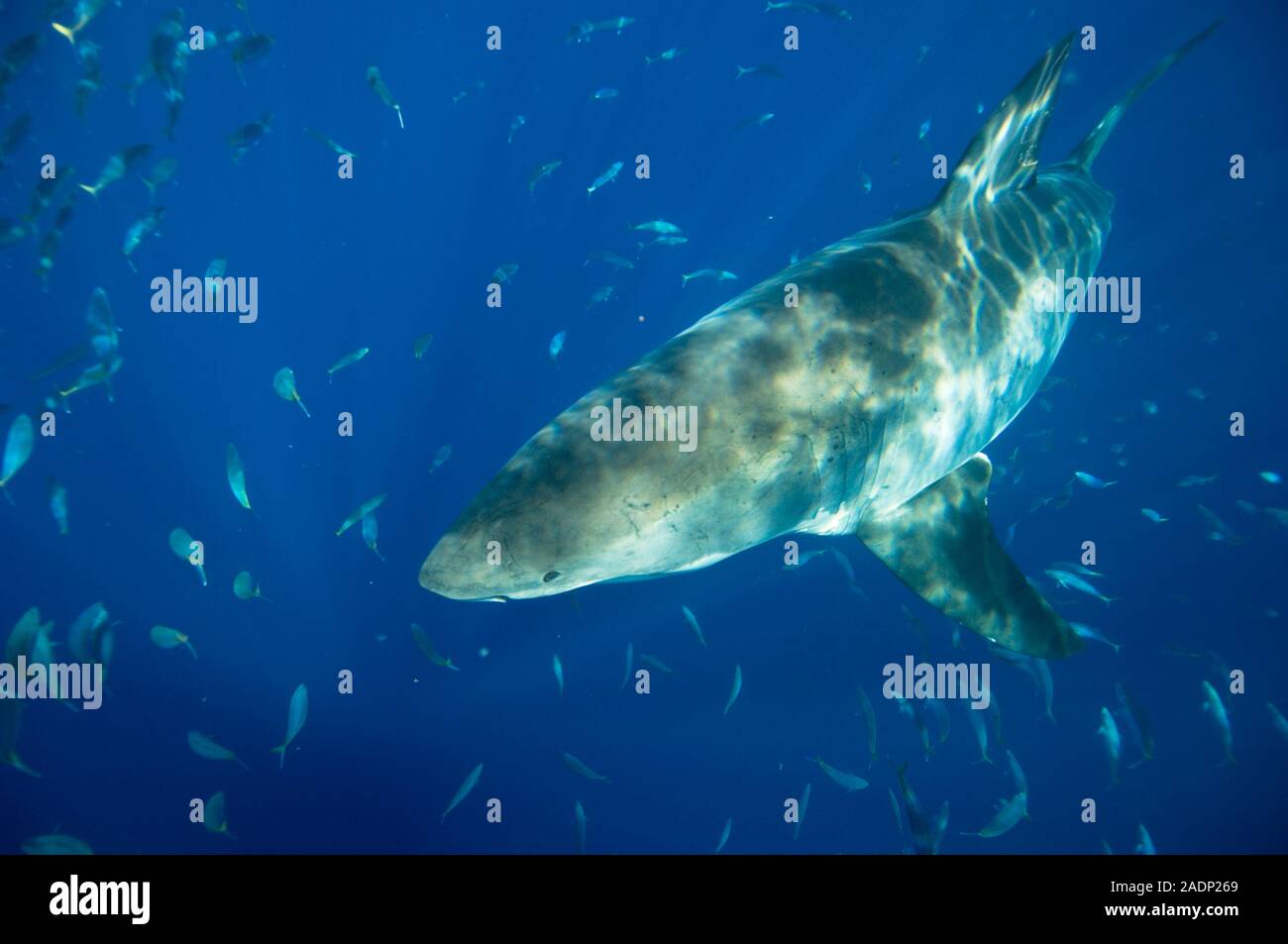 Grand Requin Blanc (Carcharodon Carcharias). C'est Le Plus Grand Requin ...