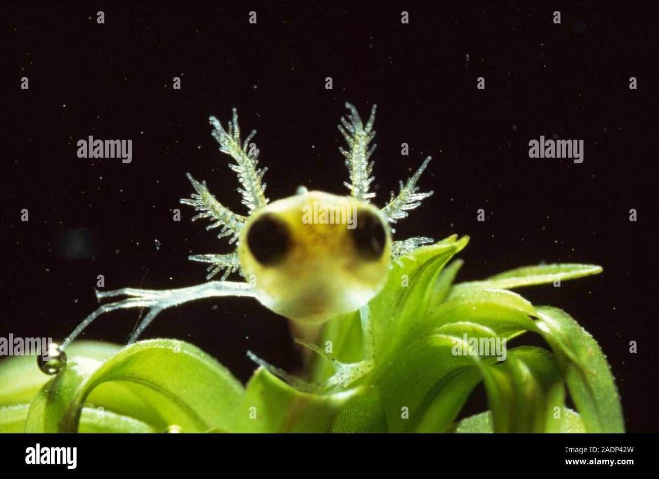 La larve du newt Triturus palmatus durant la métamorphose, montrant son  collier de plumes des branchies externes Photo Stock - Alamy