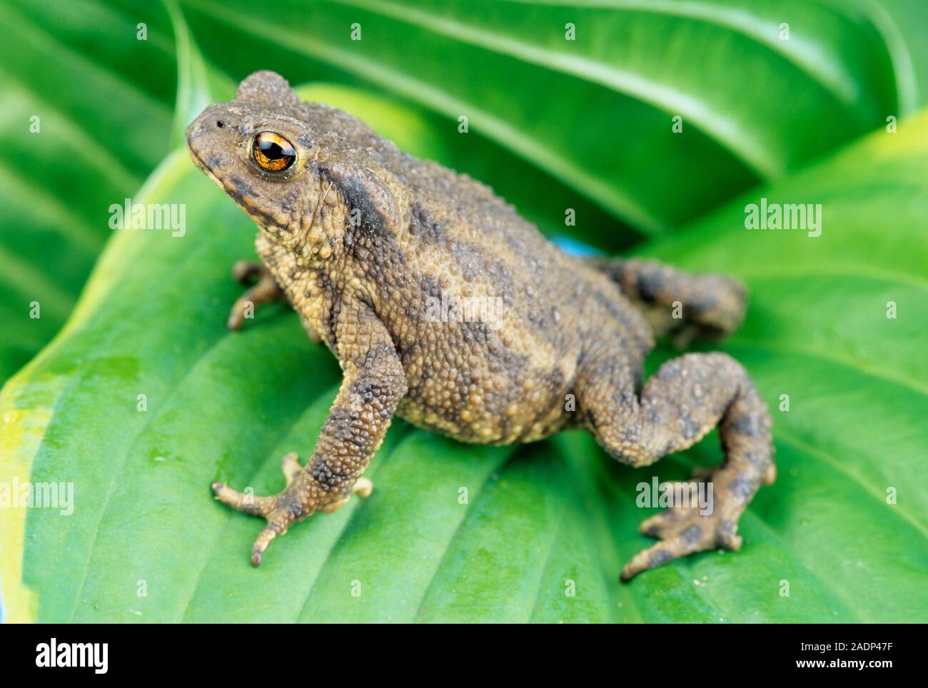 Jeune crapaud commun (Bufo bufo) sur une feuille. Ce crapaud se