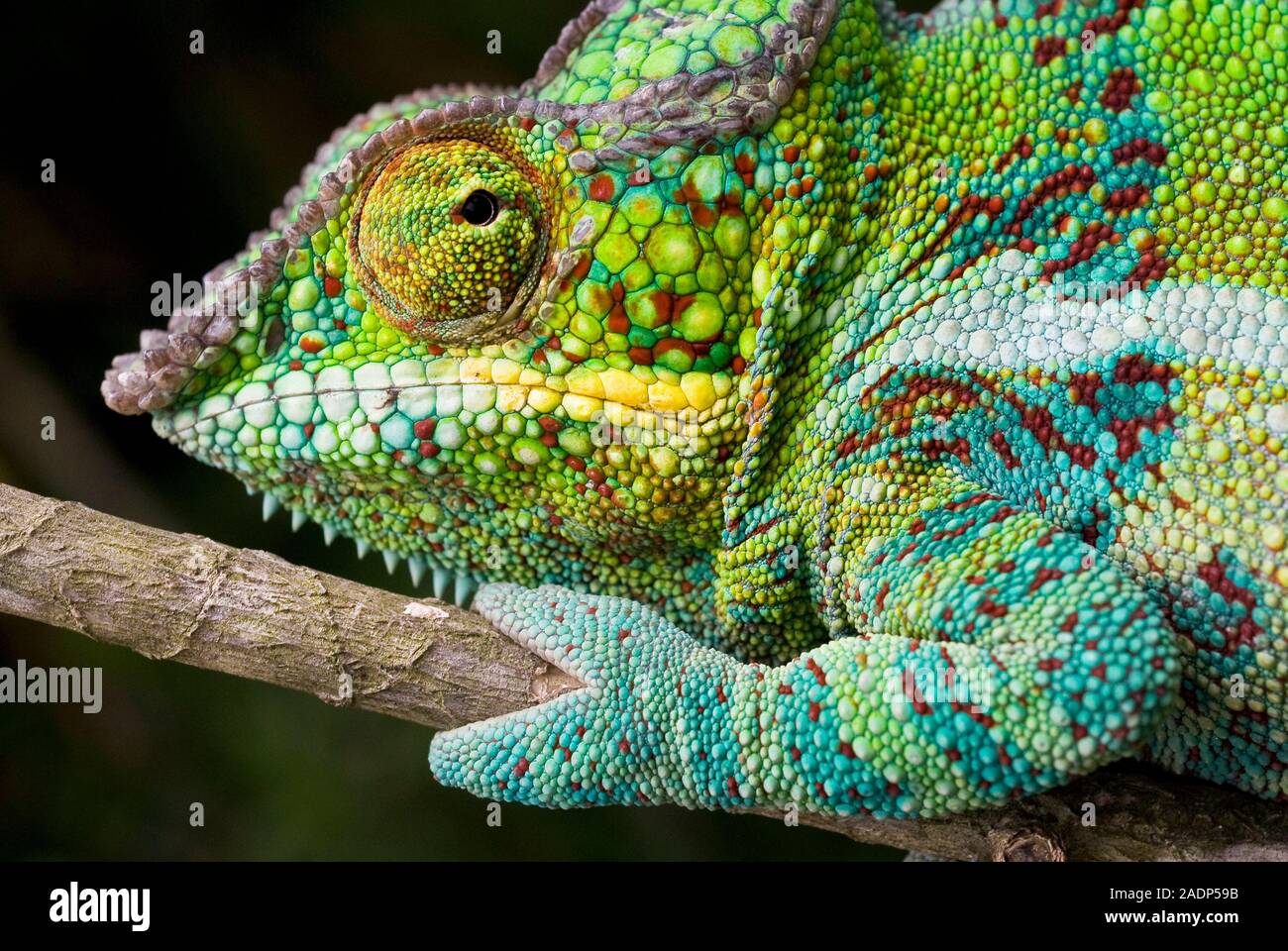 Caméléon panthère. Close up d'un caméléon panthère (Furcifer pardalis),  montrant les grands yeux et tong-comme pieds typique de caméléons. Caméléons'  e Photo Stock - Alamy