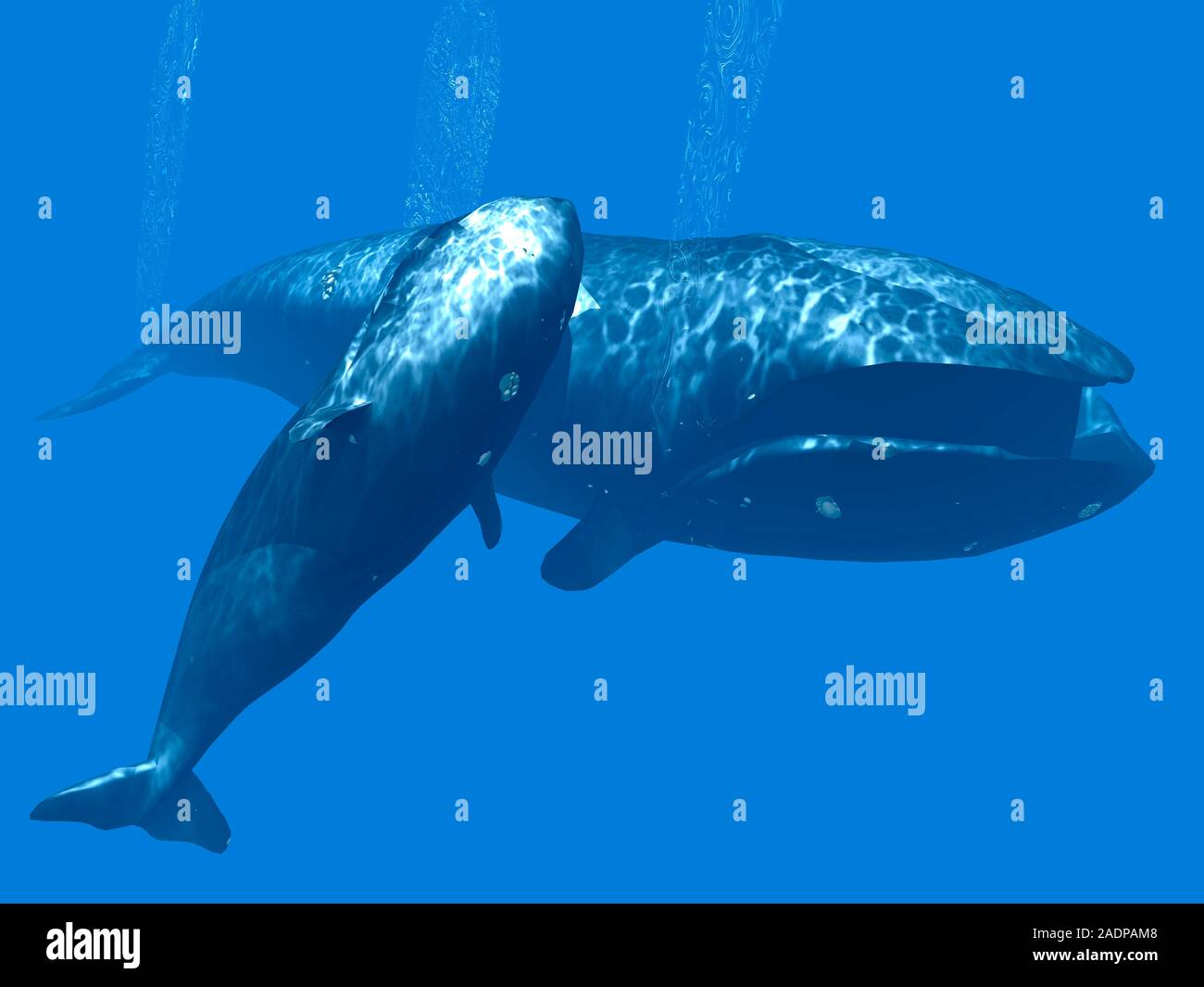 Les baleines noires. L'oeuvre de l'ordinateur d'une baleine femelle — free download