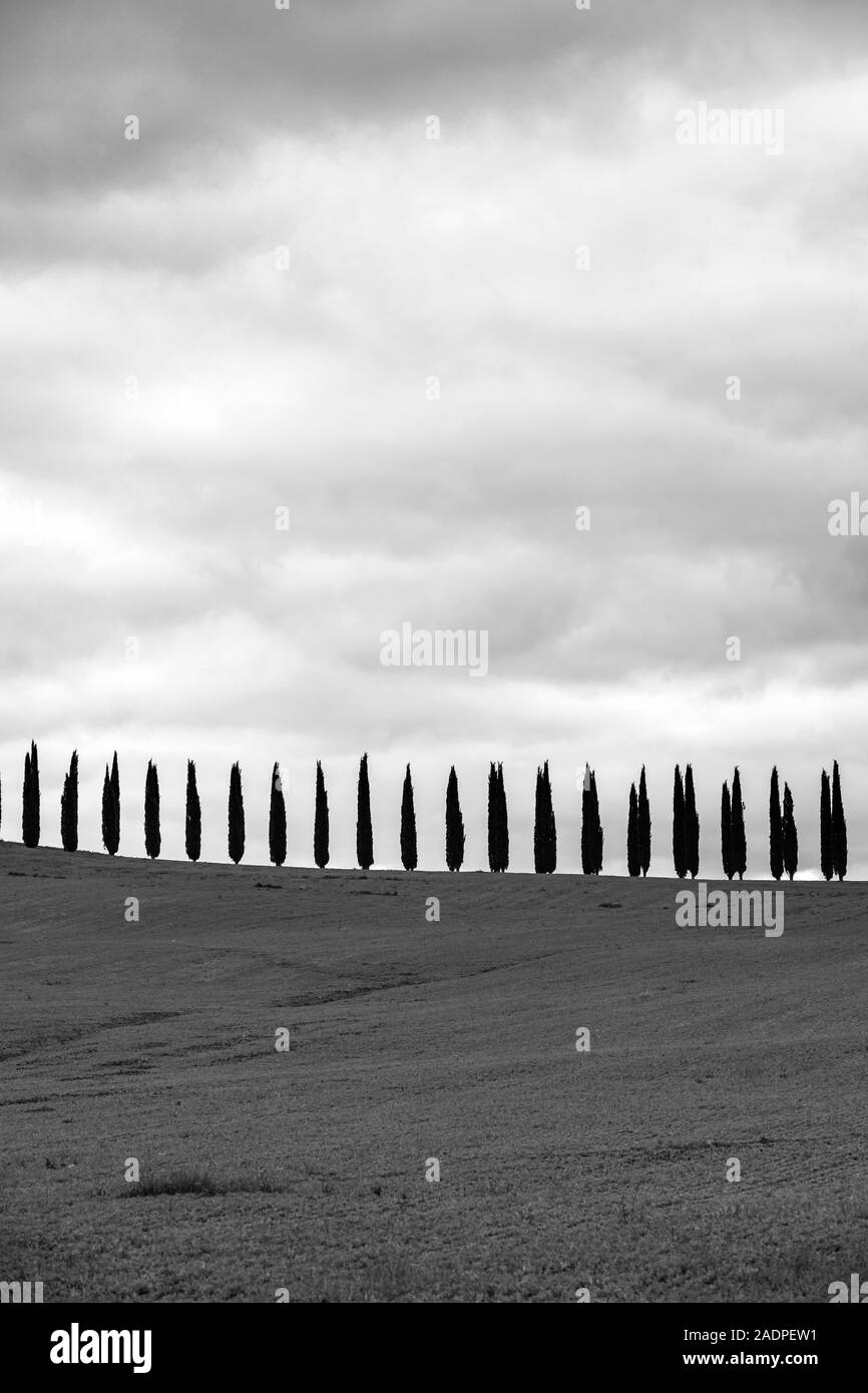 Rangées de cyprès à Agritourisme particulier héberge di Poggio Covili, Castiglione d'Orcia, Val d'Orcia, Toscane, Italie, Europe. Banque D'Images