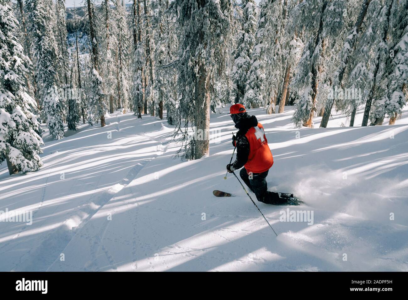Patrouille de Ski telemark par poudre dans les arbres Banque D'Images
