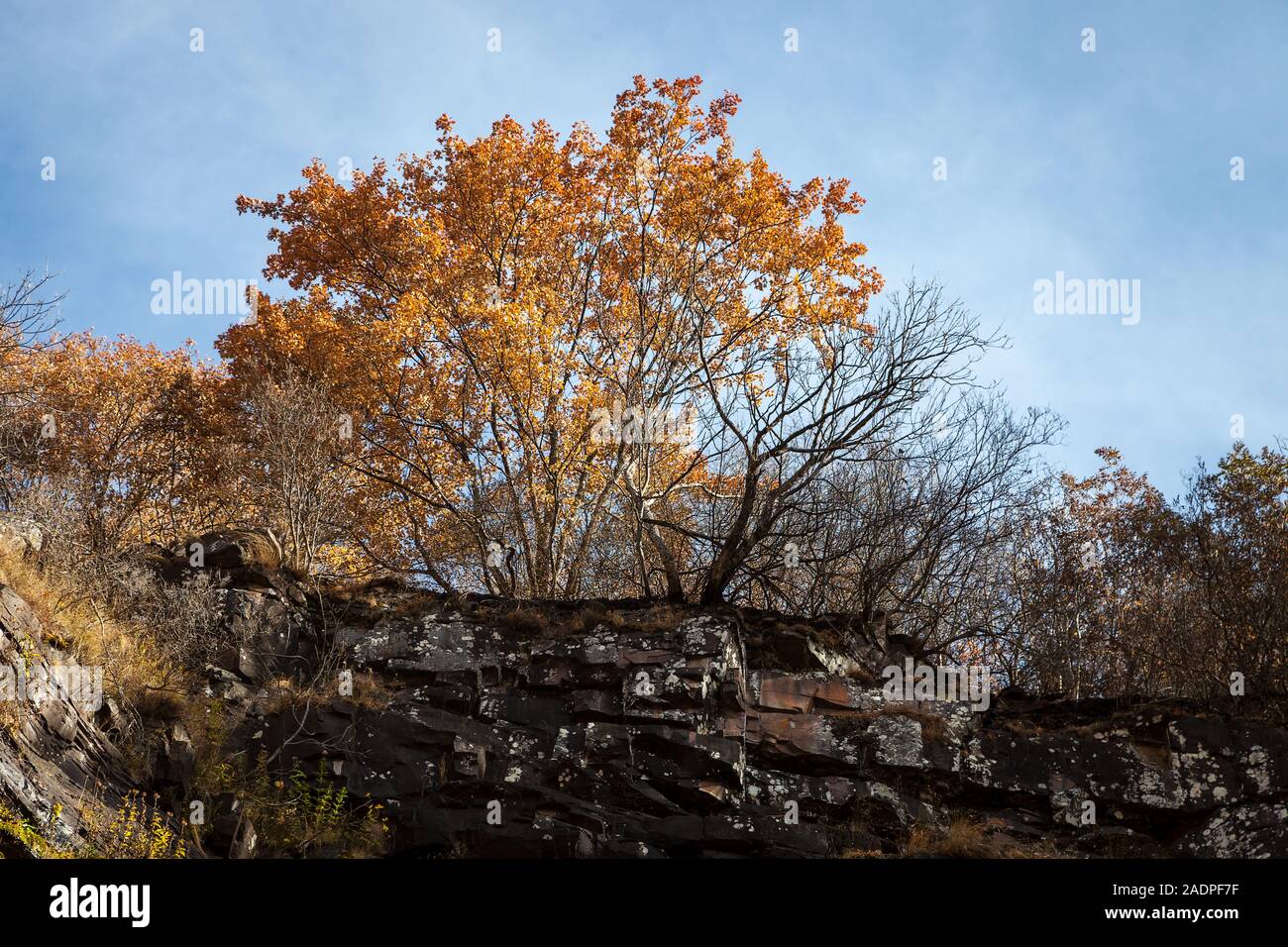 De couleur dorée au soleil, arbres au bord d'une falaise verticale avec des rochers noirs brûlés par un incendie de montagne Banque D'Images