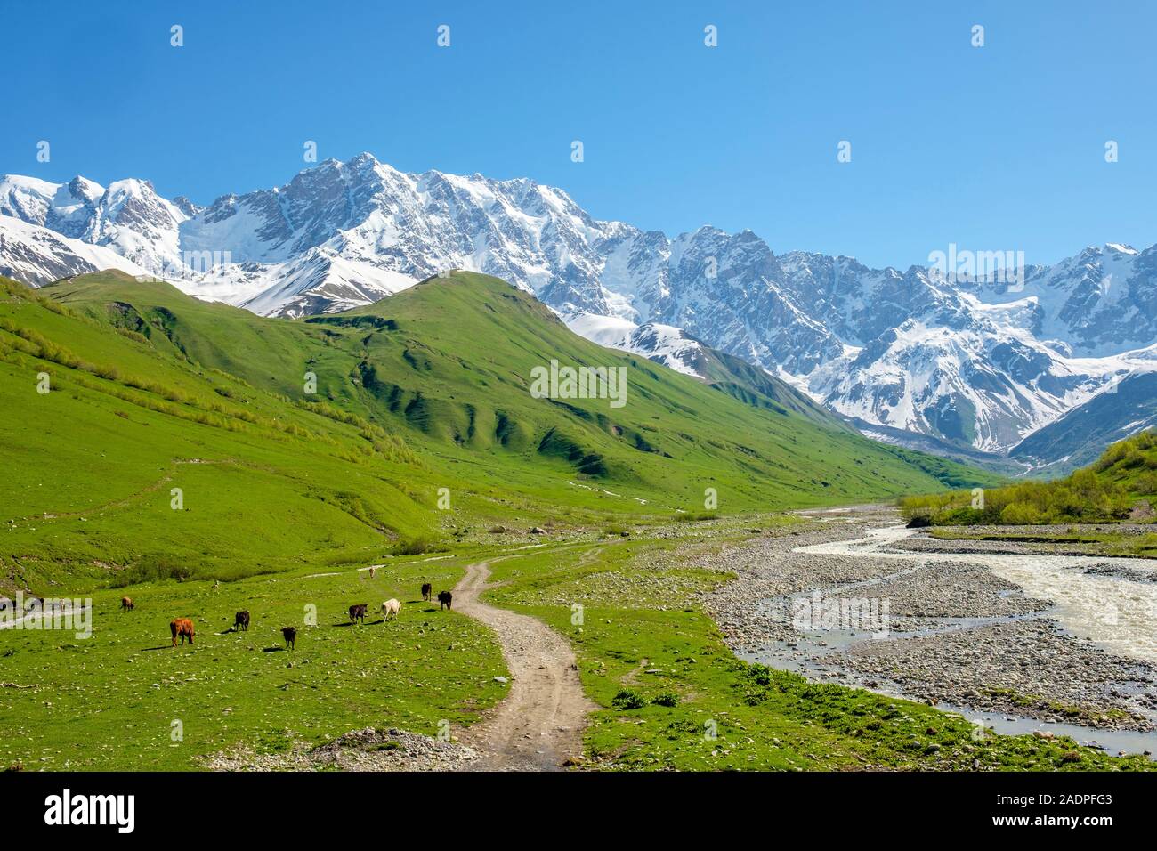 Pic Shkhara dans le massif connu comme le Bezingi (ou Bezengi) Mur, Ushguli, Samegrelo-Zemo Svaneti, région de la Géorgie. Banque D'Images