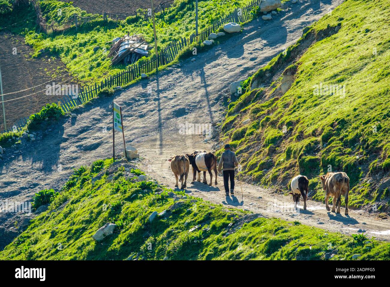 Les vaches au pâturage Man, Chvibiani village, Ushguli, Samegrelo-Zemo Svaneti, région de la Géorgie. Banque D'Images