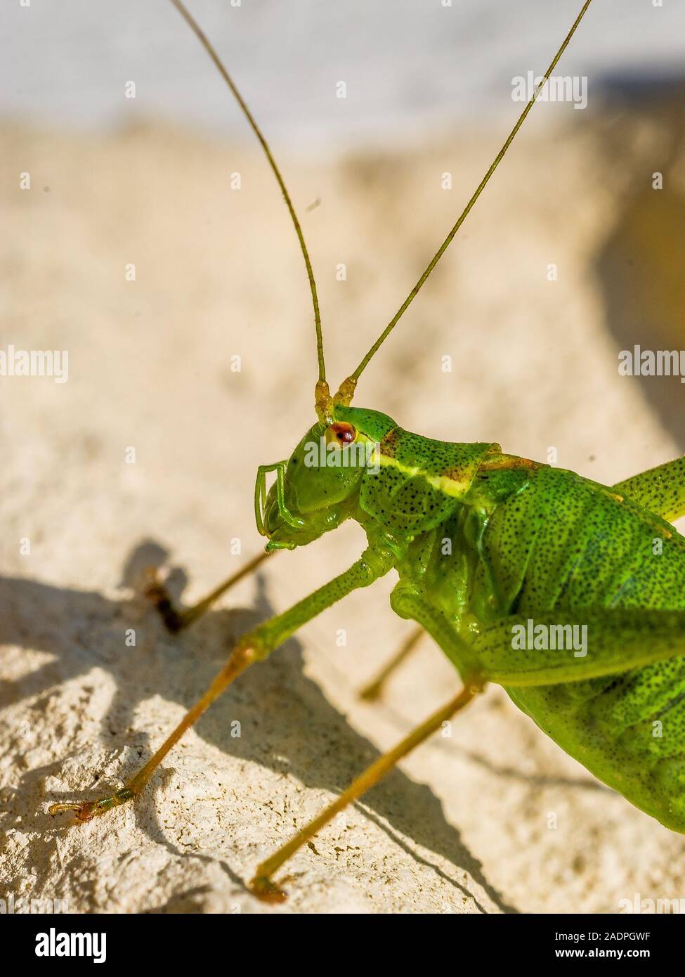 Punktierte Zartschrecke (Leptophyes moricei), Weibchen / speckled bush cricket, femme Banque D'Images