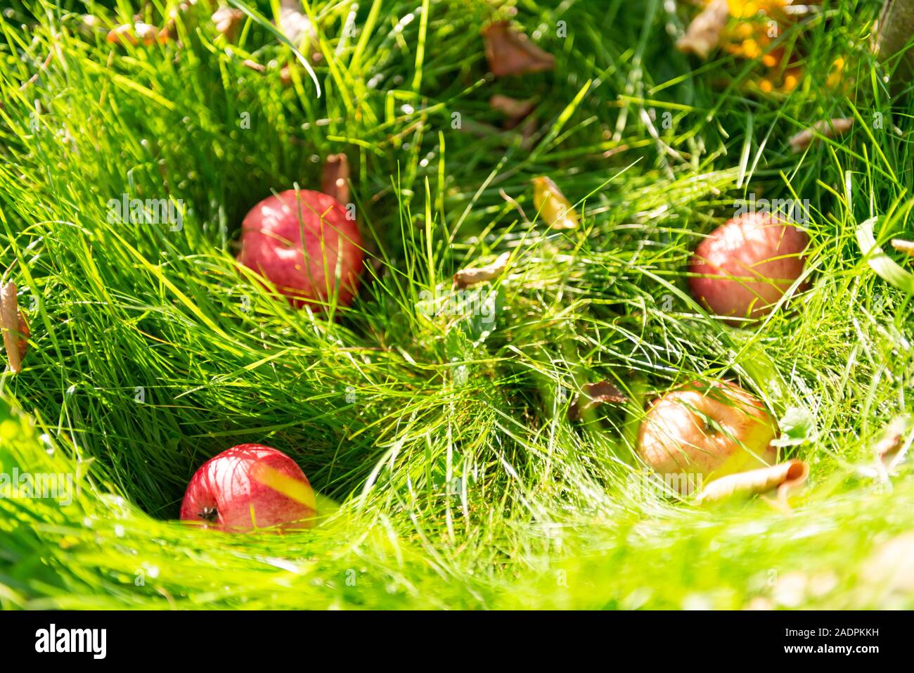 Les pommes sous un pommier. Des pommes mûres est tombé de l'arbre à l'herbe. Banque D'Images