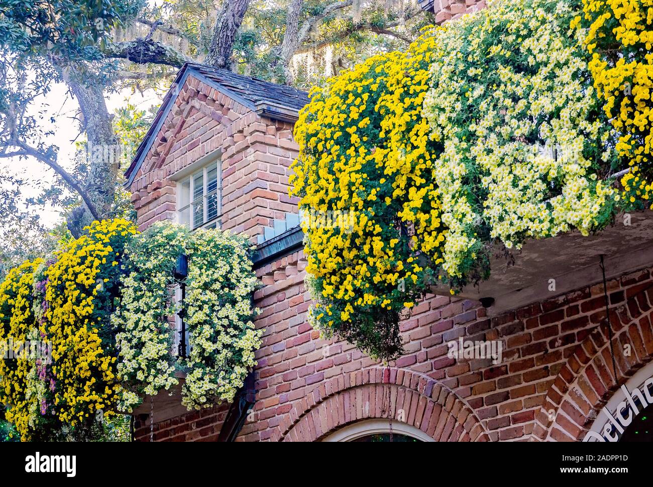 Seizan et Daphné jaune chrysanthème cascade pendre sur un balcon à Bellingrath Gardens, Novembre 24, 2019, dans la région de Theodore, Alabama. Banque D'Images