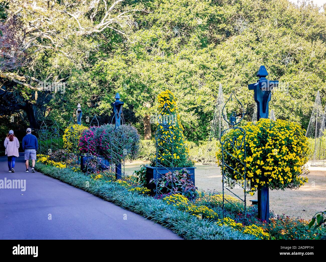 Un couple marche dernières baskets jaune Seizan de chrysanthèmes en cascade à Bellingrath Gardens, Novembre 24, 2019, dans la région de Theodore, Alabama. Banque D'Images Un couple marche dernières baskets jaune Seizan de chrysanthèmes en cascade à Bellingrath Gardens, Novembre 24, 2019, dans la région de Theodore, Alabama. Banque D'Images