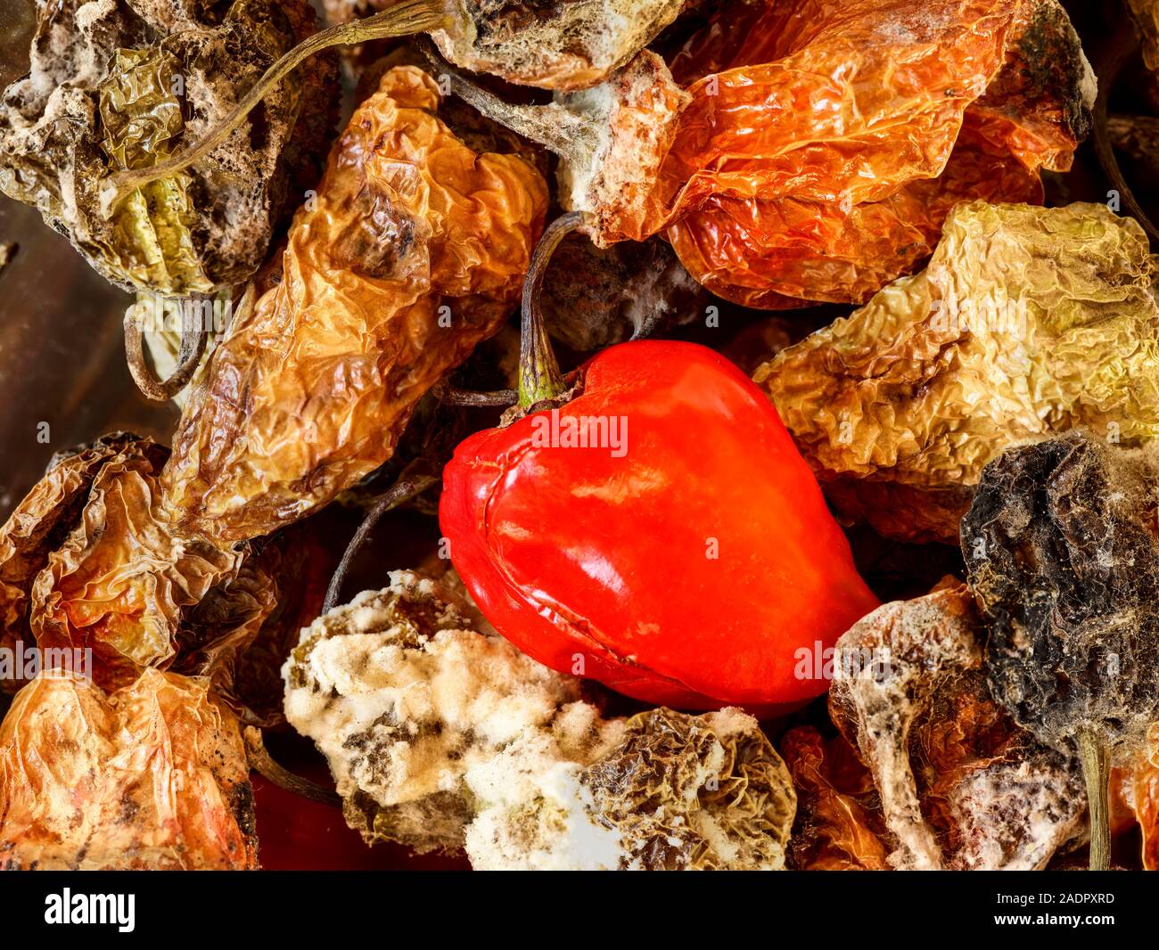 Frais et séchés piments Scotch Bonnet photographie alimentaire vie encore Banque D'Images