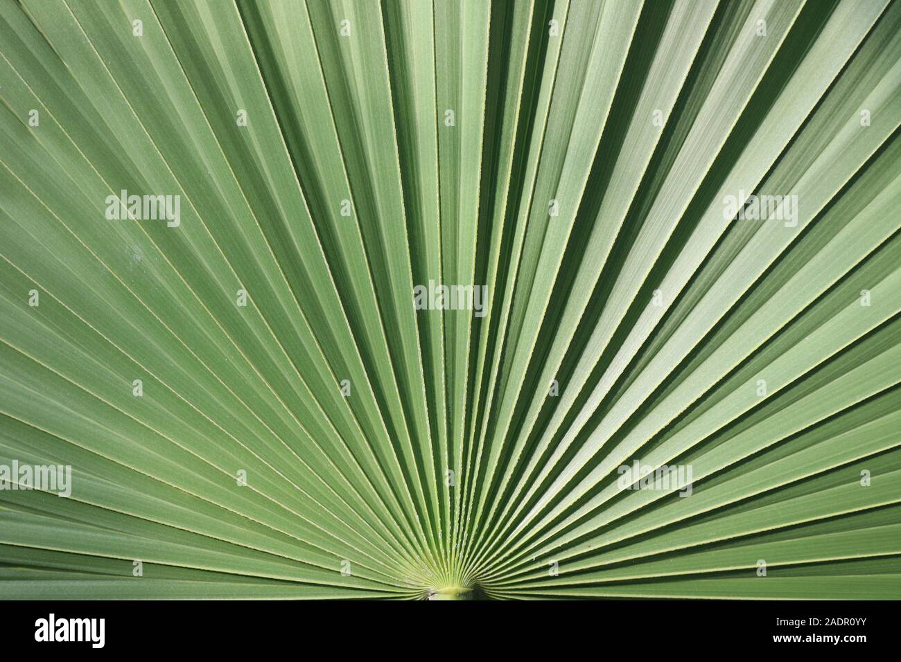 Close-up of a palm tree leaf Banque D'Images