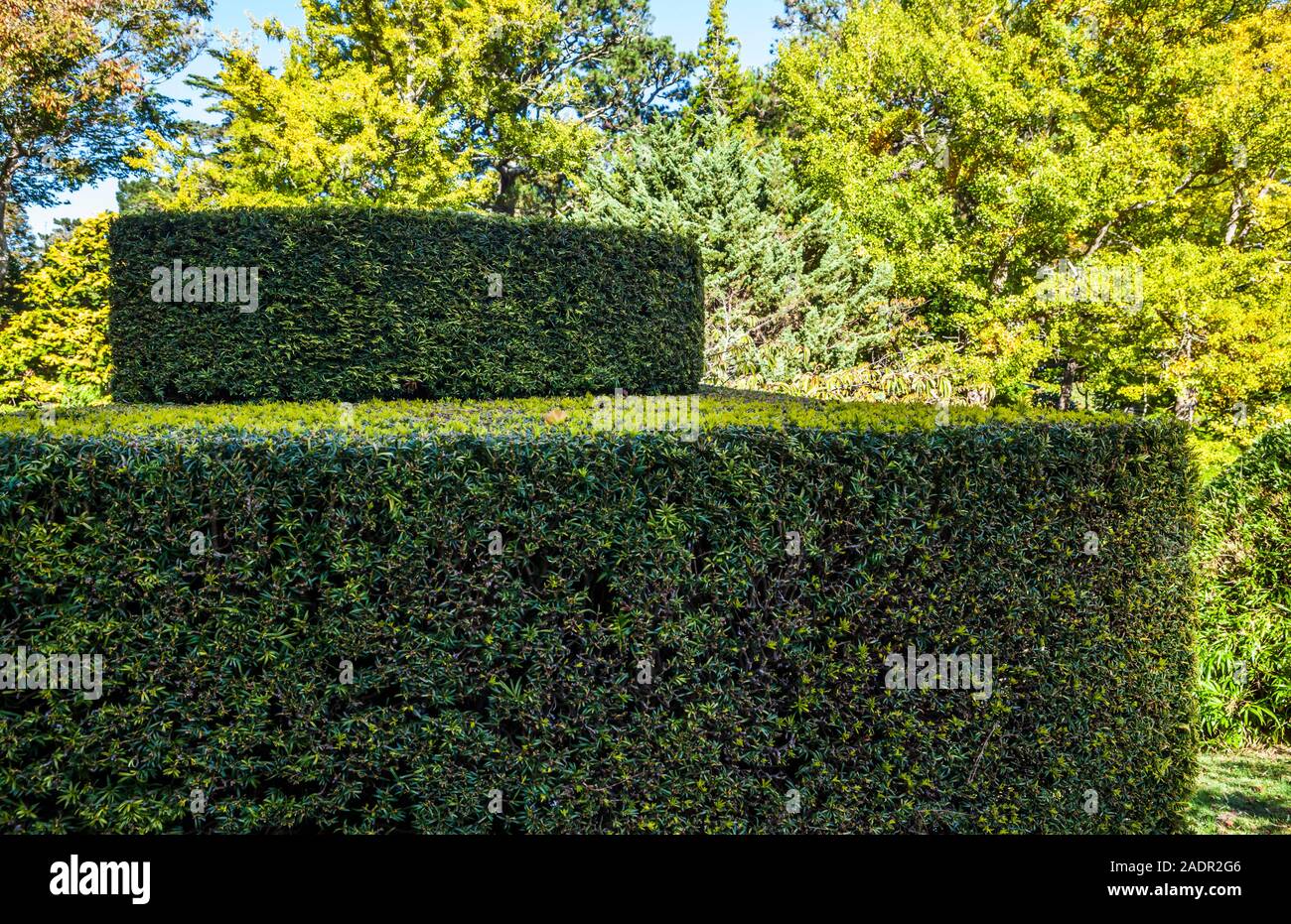 Une élégante couverture ou les jardins japonais en topiaire dans le Golden Gate Park, San Francisco, Californie, USA. Banque D'Images