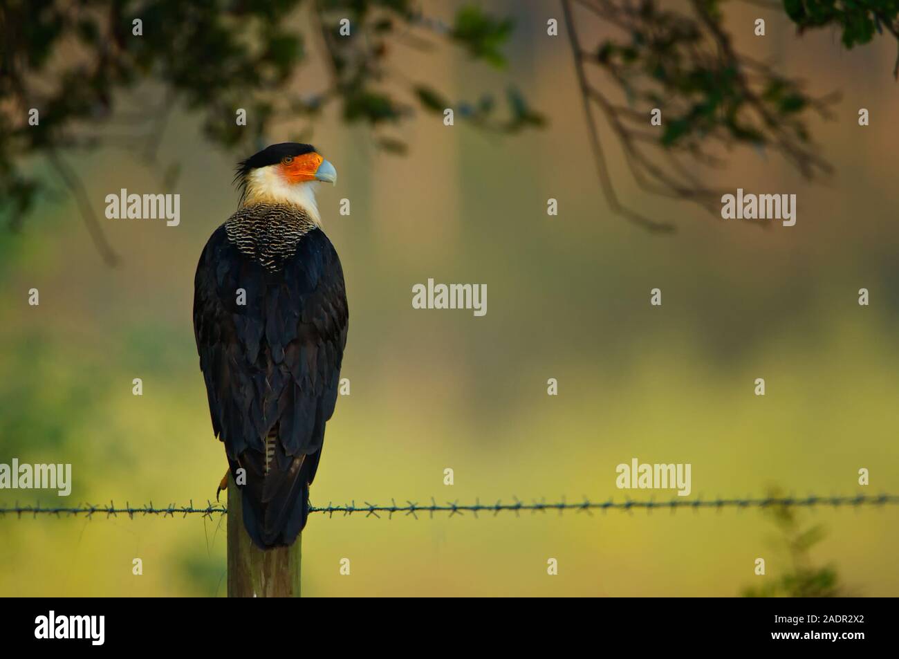 Un Caracara huppé mâle perché sur un piquet de l'arpentage c'est territoire. Banque D'Images