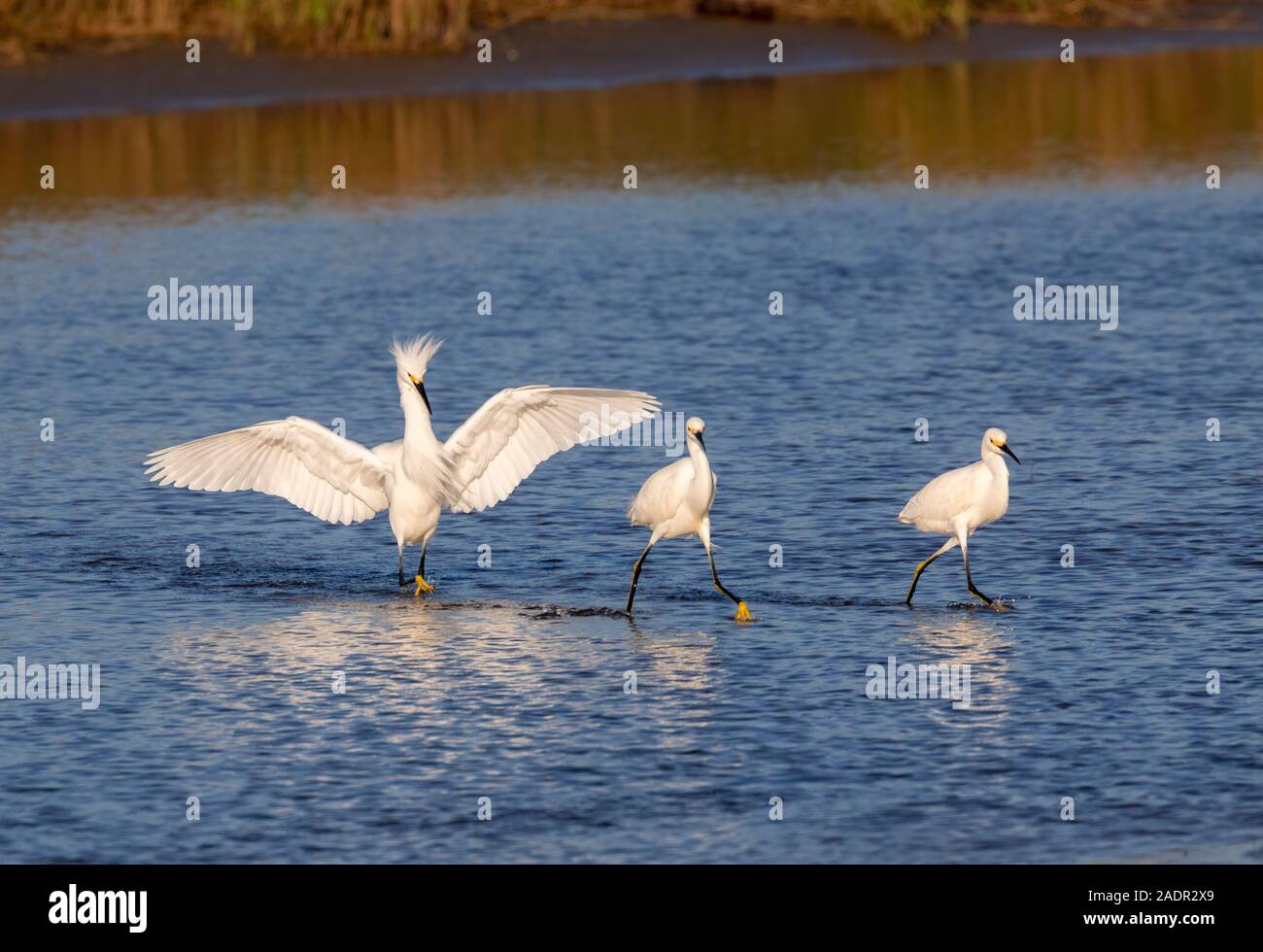 Aigrette neigeuse (Egretta thula) courir après deux autres dans les marais, Galveston, Texas, États-Unis Banque D'Images