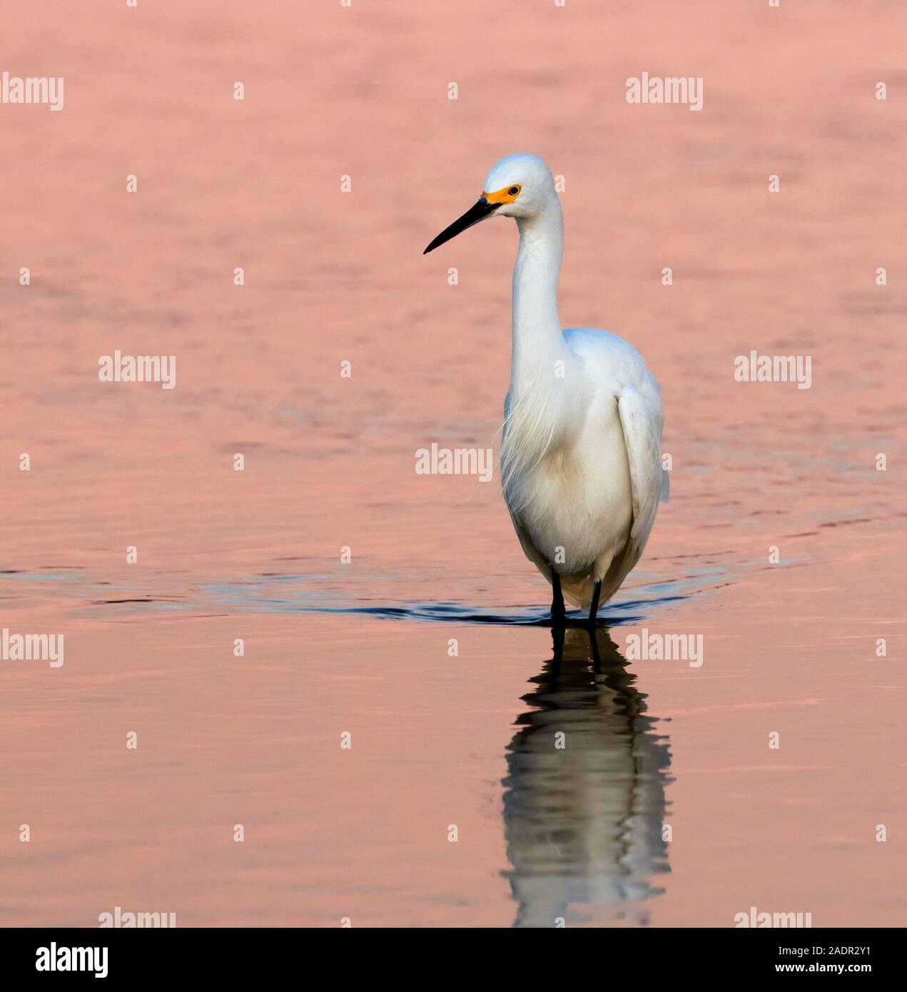 Aigrette neigeuse (Egretta thula) la chasse au lever du soleil, Galveston, Texas, États-Unis Banque D'Images