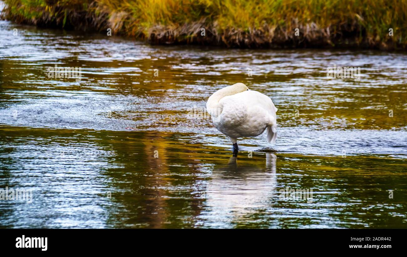 Swan perché sur un banc de sable en amont des cascades dans la rivière Firehole dans le Parc National de Yellowstone, Wyoming, USA Banque D'Images